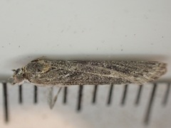 Eudonia leptalaea