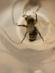 Bombus vancouverensis vancouverensis