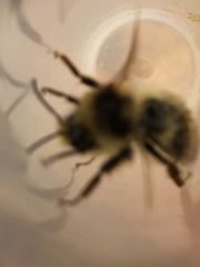 Bombus vancouverensis vancouverensis