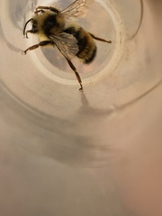 Bombus vancouverensis vancouverensis
