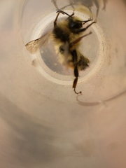Bombus vancouverensis vancouverensis