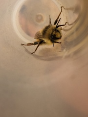 Bombus vancouverensis vancouverensis