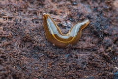 Australopacifica huttoni