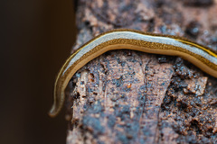 Australopacifica huttoni