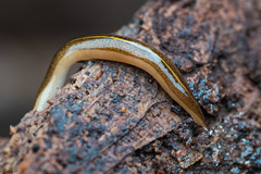 Australopacifica huttoni