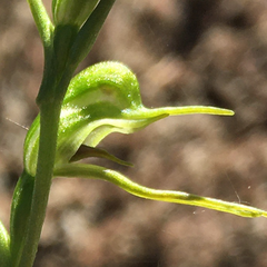 Pterostylis daintreana