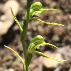 Pterostylis daintreana