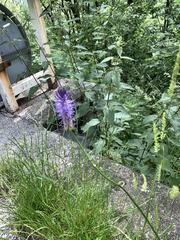 Phyteuma betonicifolium