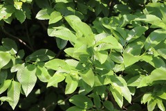 Rhamnus fallax