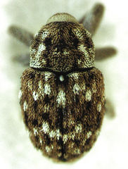 Storeus albosignatus
