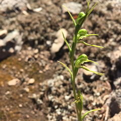Pterostylis daintreana