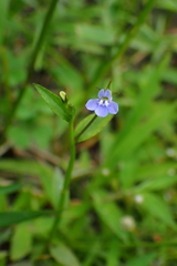 Lobelia alsinoides