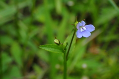Lobelia alsinoides