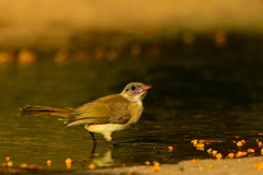 Pycnonotus