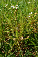 Drosera finlaysoniana