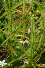 Drosera finlaysoniana