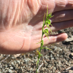 Pterostylis daintreana