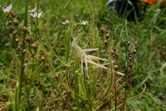 Drosera finlaysoniana