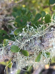 Ramalina glaucescens
