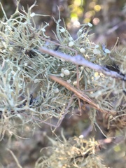 Ramalina glaucescens
