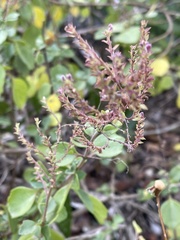 Aeollanthus parvifolius