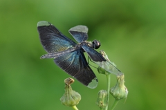 Rhyothemis fuliginosa