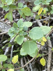 Aeollanthus parvifolius