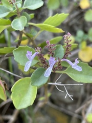 Aeollanthus parvifolius