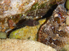 Lepadogaster candolii