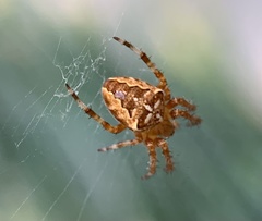 Araneus diadematus
