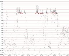 Pipistrellus pipistrellus