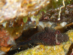 Lepadogaster candolii