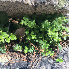 Asplenium subglandulosum