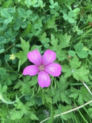 Geranium palustre