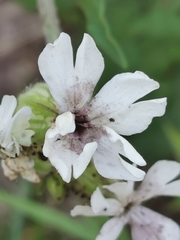 Microbotryum lychnidis-dioicae