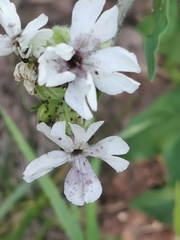 Microbotryum lychnidis-dioicae