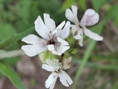 Microbotryum lychnidis-dioicae