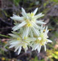 Phylica velutina