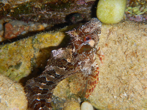 Lepadogaster candolii
