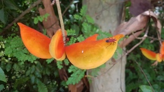 Dindymus sanguineus