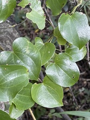 Dioscorea cotinifolia
