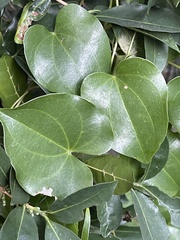 Dioscorea cotinifolia