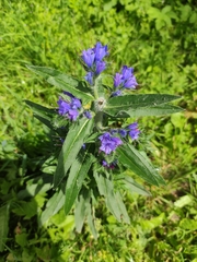 Echium vulgare