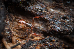 Anaulacodithella