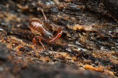 Anaulacodithella