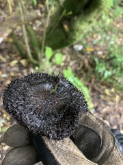 Lepista fibrosissima