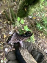 Lepista fibrosissima