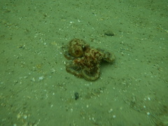 Octopus berrima