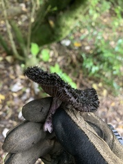 Lepista fibrosissima