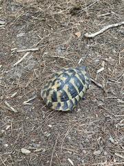 Testudo hermanni